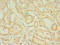X-linked retinitis pigmentosa GTPase regulator antibody, CSB-PA838814LA01HU, Cusabio, Immunohistochemistry frozen image 
