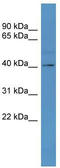 Trace Amine Associated Receptor 5 antibody, TA342677, Origene, Western Blot image 