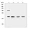 Dermatopontin antibody, A02642-1, Boster Biological Technology, Western Blot image 