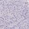 C1q And TNF Related 8 antibody, NBP2-34167, Novus Biologicals, Immunohistochemistry paraffin image 