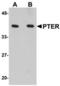Phosphotriesterase Related antibody, TA306783, Origene, Western Blot image 