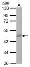 Zinc finger protein DPF3 antibody, NBP2-14910, Novus Biologicals, Western Blot image 
