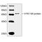 Hemagglutinin antibody, LS-C203307, Lifespan Biosciences, Western Blot image 