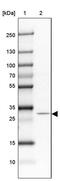 Methyltransferase Like 9 antibody, PA5-62814, Invitrogen Antibodies, Western Blot image 