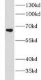 Leukotriene A4 Hydrolase antibody, FNab04883, FineTest, Western Blot image 