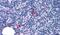 Adhesion G Protein-Coupled Receptor G3 antibody, PA5-33791, Invitrogen Antibodies, Immunohistochemistry frozen image 
