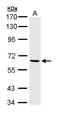Alpha-PAK antibody, LS-B4853, Lifespan Biosciences, Western Blot image 