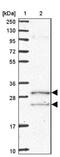 Coenzyme Q5, Methyltransferase antibody, NBP2-13859, Novus Biologicals, Western Blot image 