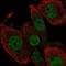 TEA Domain Transcription Factor 2 antibody, HPA069963, Atlas Antibodies, Immunofluorescence image 