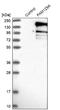 Protein Niban antibody, NBP1-88338, Novus Biologicals, Western Blot image 