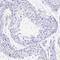 Coiled-Coil Domain Containing 17 antibody, HPA028338, Atlas Antibodies, Immunohistochemistry frozen image 