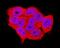 Protein Tyrosine Phosphatase Receptor Type S antibody, AF3430, R&D Systems, Immunocytochemistry image 