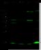 Ubiquitin Conjugating Enzyme E2 D1 antibody, 11432-RP02, Sino Biological, Western Blot image 