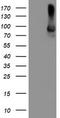 Arachidonate 15-Lipoxygenase antibody, TA504213, Origene, Western Blot image 