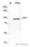 Valosin Containing Protein antibody, ab11433, Abcam, Western Blot image 