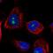 Leucine Rich Repeat Containing 23 antibody, PA5-58095, Invitrogen Antibodies, Immunofluorescence image 