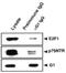NSE3 Homolog, SMC5-SMC6 Complex Component antibody, GTX00755, GeneTex, Immunoprecipitation image 