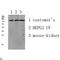 LHRHR antibody, LS-C814169, Lifespan Biosciences, Western Blot image 