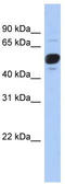 Fibroblast Growth Factor Receptor Substrate 3 antibody, TA340130, Origene, Western Blot image 