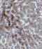 Translocase Of Inner Mitochondrial Membrane 50 antibody, FNab08702, FineTest, Immunohistochemistry frozen image 