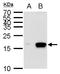 MIA SH3 Domain Containing antibody, GTX129590, GeneTex, Western Blot image 