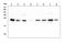 High mobility group protein B3 antibody, M02834, Boster Biological Technology, Western Blot image 