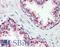 HSP70 antibody, LS-B2933, Lifespan Biosciences, Immunohistochemistry frozen image 