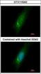 Homer Scaffold Protein 3 antibody, GTX115242, GeneTex, Immunofluorescence image 