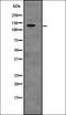 Ubiquitin Specific Peptidase 28 antibody, orb335091, Biorbyt, Western Blot image 