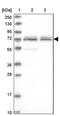 CaRF antibody, PA5-59549, Invitrogen Antibodies, Western Blot image 