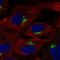 Cytokine receptor common subunit beta antibody, HPA078677, Atlas Antibodies, Immunocytochemistry image 