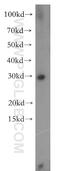 Carbonyl Reductase 4 antibody, 13725-1-AP, Proteintech Group, Western Blot image 