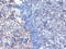 PRKCA-binding protein antibody, TA309463, Origene, Immunohistochemistry frozen image 