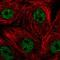 Transmembrane Protein 250 antibody, HPA066070, Atlas Antibodies, Immunocytochemistry image 