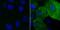 Phosphoserine antibody, NBP2-66796, Novus Biologicals, Immunocytochemistry image 