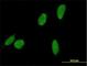 DNA Replication And Sister Chromatid Cohesion 1 antibody, H00079075-B01P, Novus Biologicals, Immunofluorescence image 