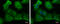 Ubiquitin carboxyl-terminal hydrolase 8 antibody, GTX103747, GeneTex, Immunocytochemistry image 