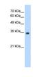 Mortality Factor 4 Like 2 antibody, orb329738, Biorbyt, Western Blot image 