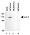 Potassium voltage-gated channel subfamily C member 1 antibody, PA5-23012, Invitrogen Antibodies, Western Blot image 