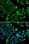 BUD23 RRNA Methyltransferase And Ribosome Maturation Factor antibody, LS-C346359, Lifespan Biosciences, Immunofluorescence image 