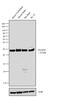 Synaptosome Associated Protein 25 antibody, PA1-740, Invitrogen Antibodies, Western Blot image 