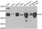 4-Hydroxyphenylpyruvate Dioxygenase antibody, abx004989, Abbexa, Western Blot image 