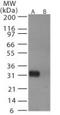 Influenza A H6N1 Hemagglutinin antibody, PA1-41685, Invitrogen Antibodies, Western Blot image 