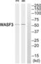 WASP Family Member 3 antibody, abx015006, Abbexa, Western Blot image 