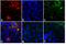 Rabbit IgG antibody, A10043, Invitrogen Antibodies, Immunofluorescence image 