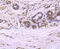 Cullin-4A antibody, GTX01050, GeneTex, Immunohistochemistry paraffin image 