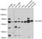 Solute carrier family 22 member 4 antibody, 13-685, ProSci, Western Blot image 