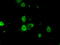 Basigin (Ok Blood Group) antibody, TA501248, Origene, Immunofluorescence image 