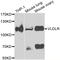 Very Low Density Lipoprotein Receptor antibody, abx006455, Abbexa, Western Blot image 