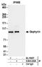 Gephyrin antibody, A304-245A, Bethyl Labs, Immunoprecipitation image 